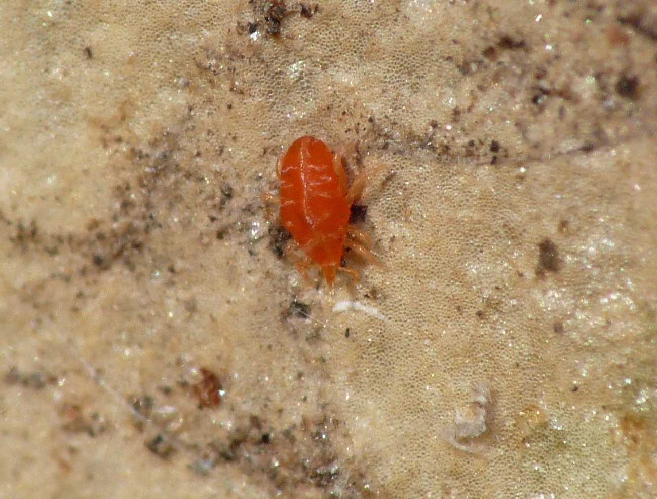 Bdellidae Cyta sp.?